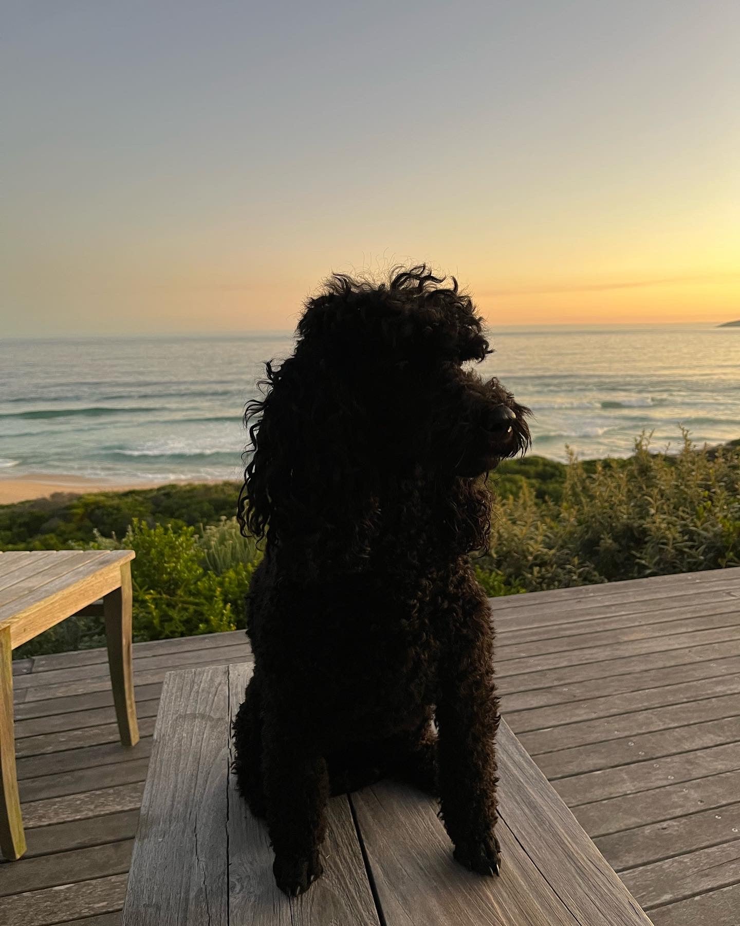 Frankie Graphic T-Shirt