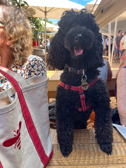 Frankie Graphic T-Shirt